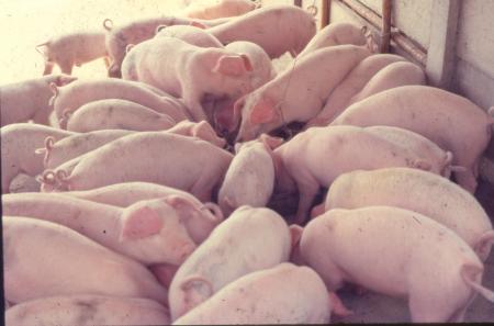 養豬專業區與覆皮式壓氣發酵法