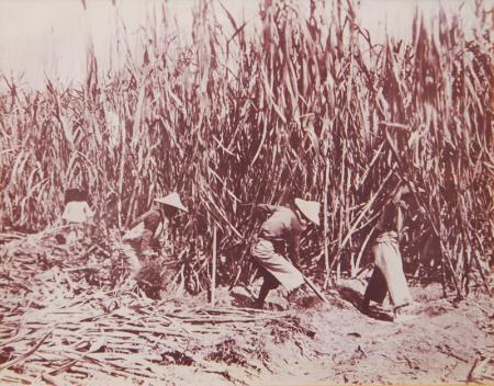 早期採收甘蔗畫面